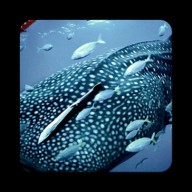 whalewallpaper׿