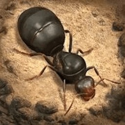 荒野蚂蚁模拟器破解版