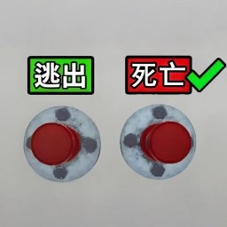 ޿ֲ