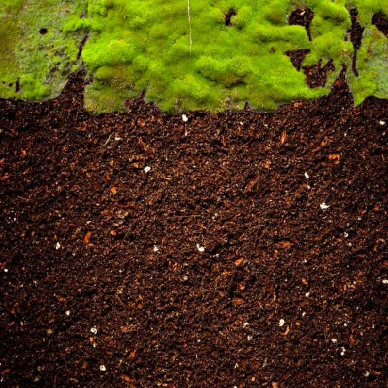 ��������дʵ�汾