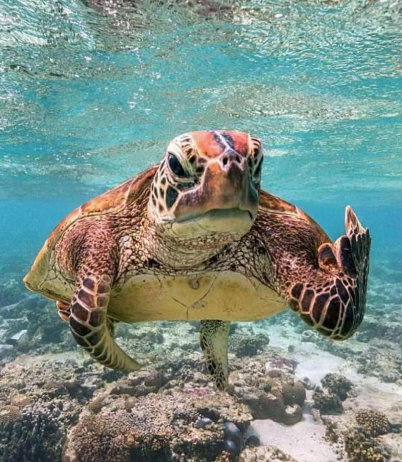 《海龟汤》100题最经典题目答案恐怖 恐怖《海龟汤》大全及答案